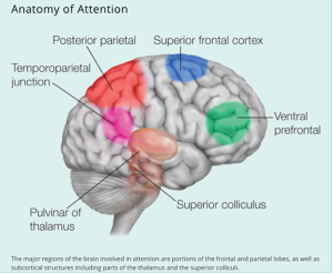 How does attention work in the brain? – neuropedagogy image.